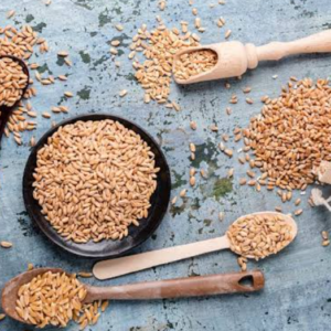 Wheat ( ghau) ઘઉં